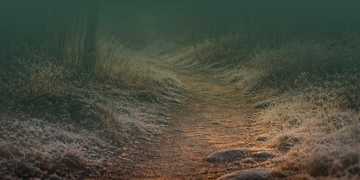 What late winter light does