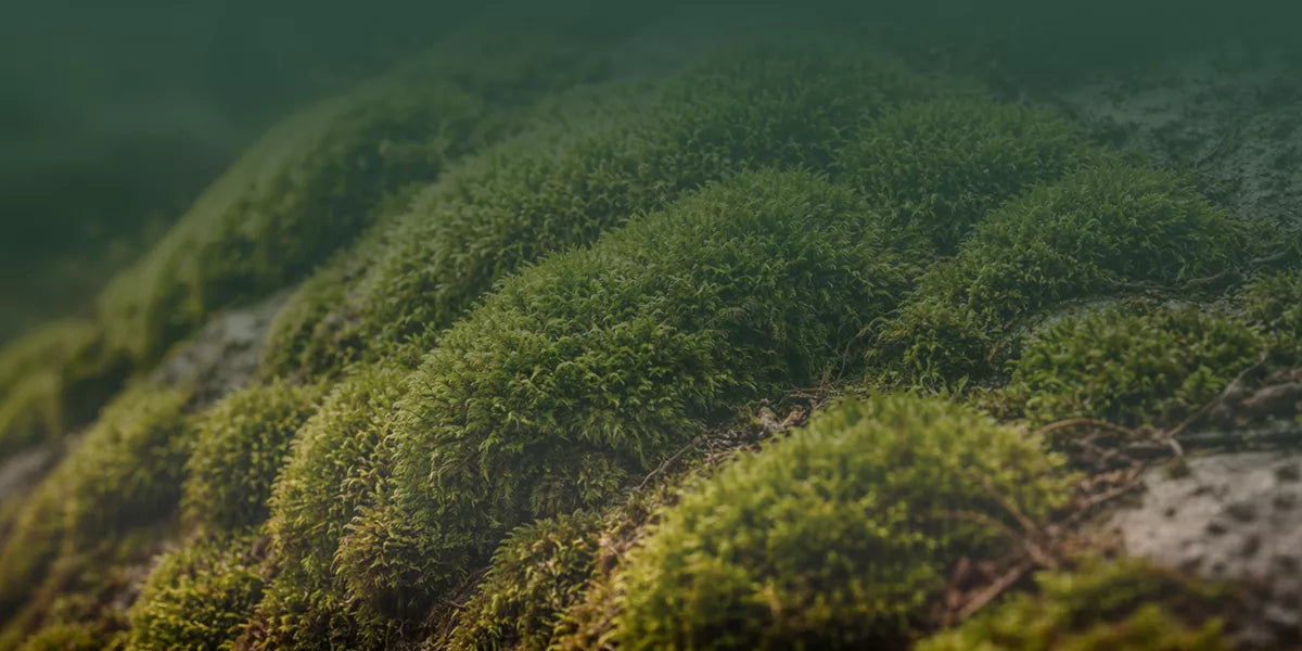 Walk slowly enough to notice moss